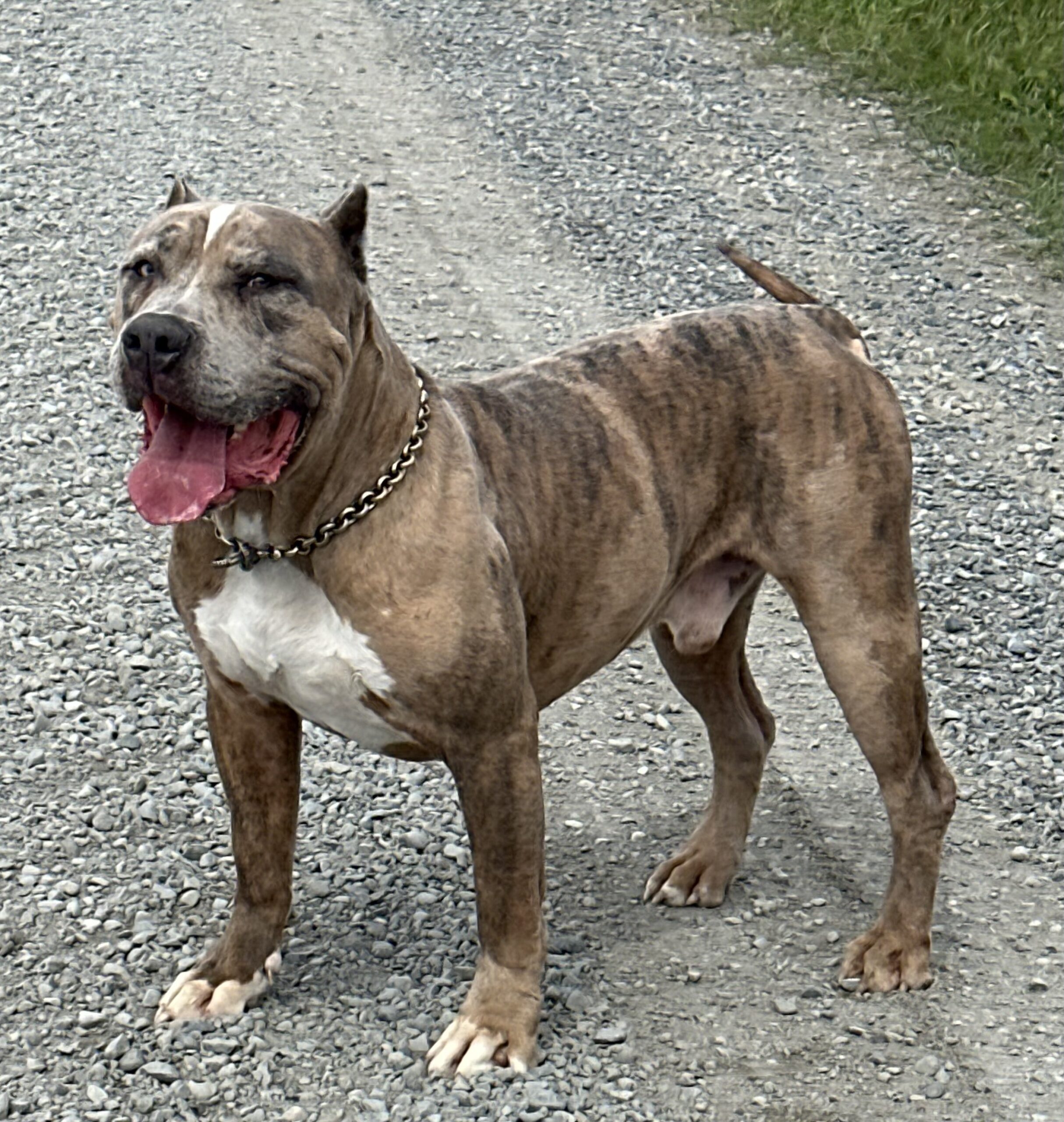 Dog Featured Image