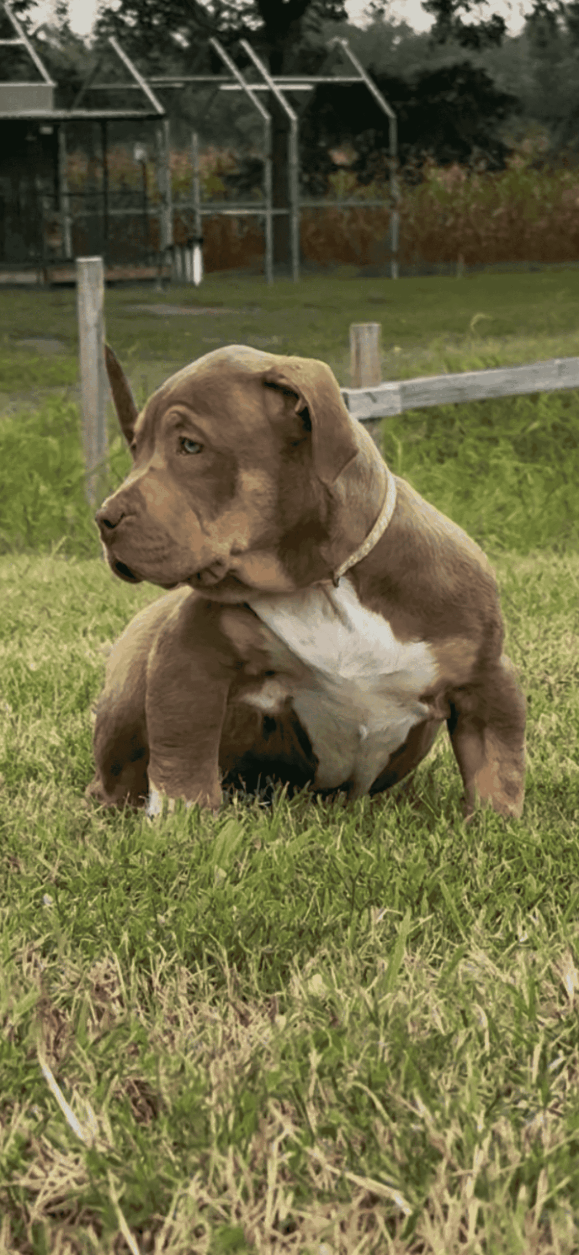 Dog Featured Image