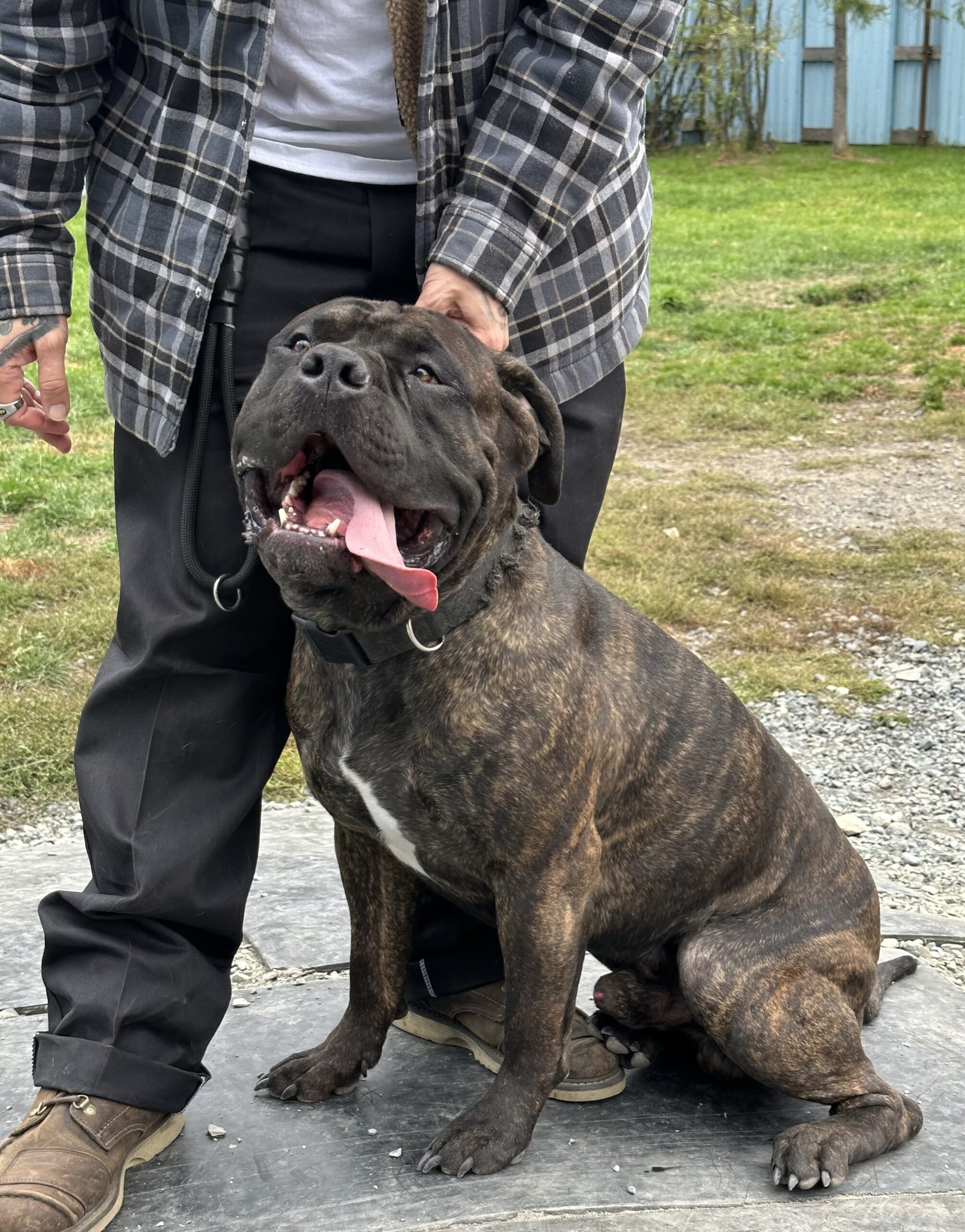 Dog Featured Image