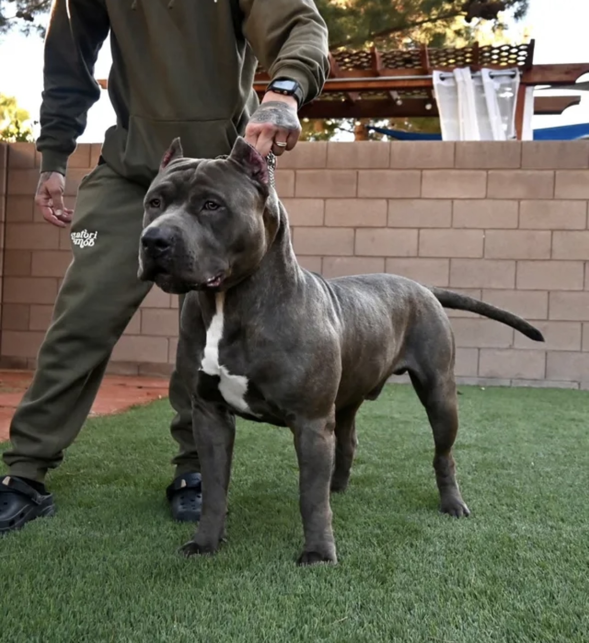Dog Featured Image