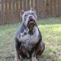 OB. Bullies Sansa Stark of KuTKennelBullies