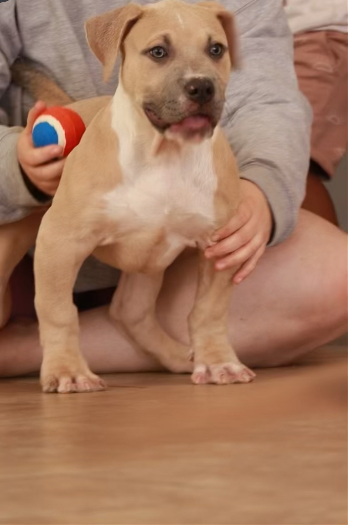 Dog Featured Image