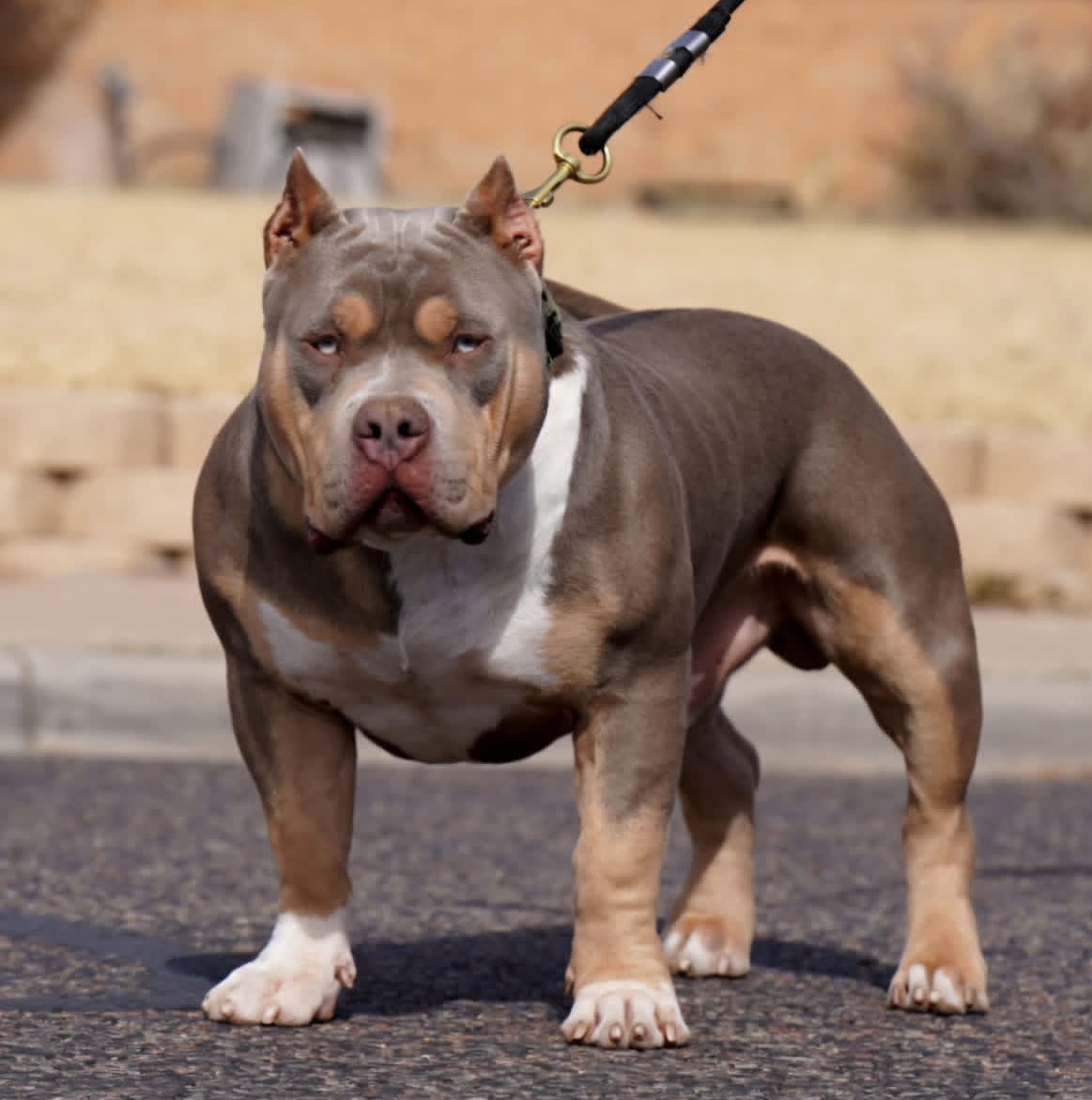 Dog Featured Image