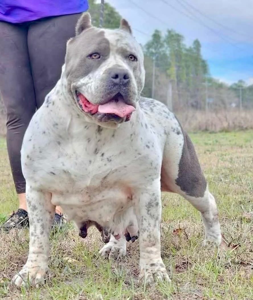 Dog Featured Image