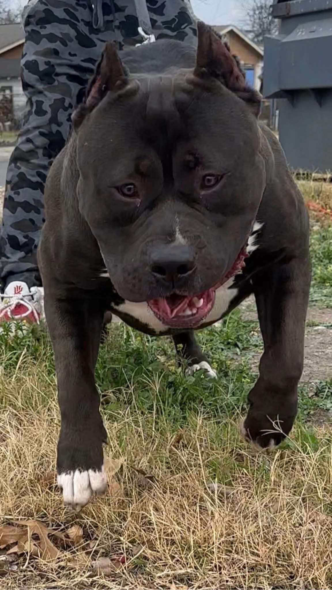 Dog Featured Image