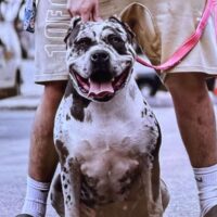 LuLu of XennithKennels
