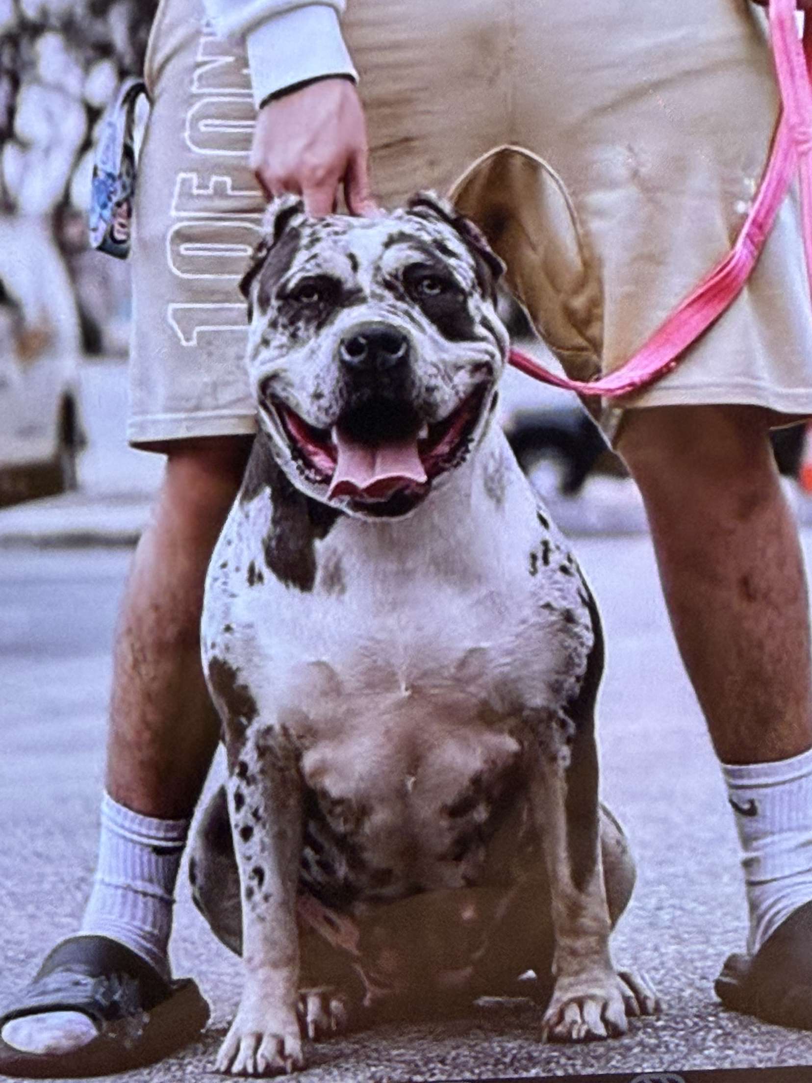 Dog Featured Image