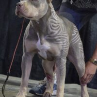 Xera of XENNITHKENNELS