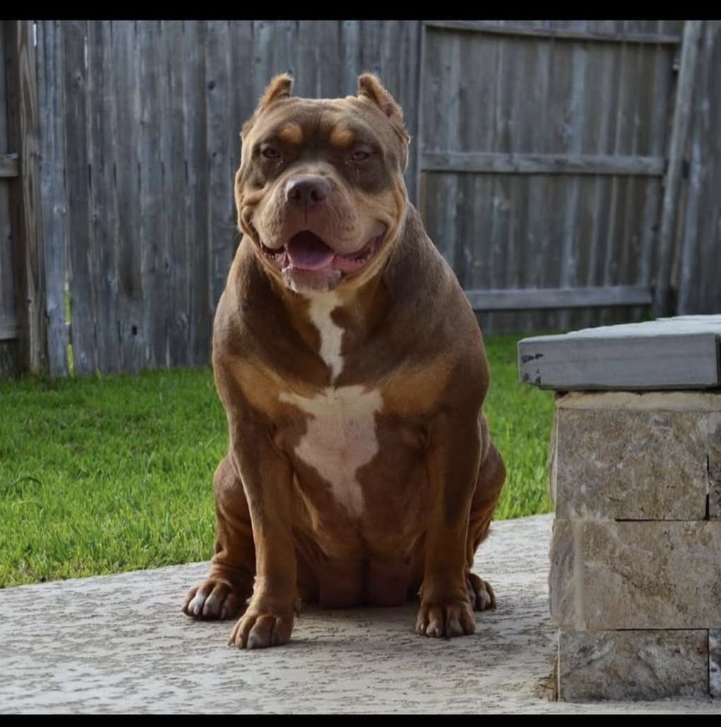 Dog Featured Image