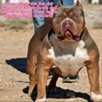 SSXtreme Bullies Nova and Bossy’s Tarzan Pup’s