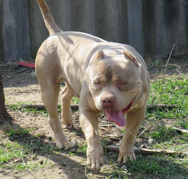 Dog Featured Image