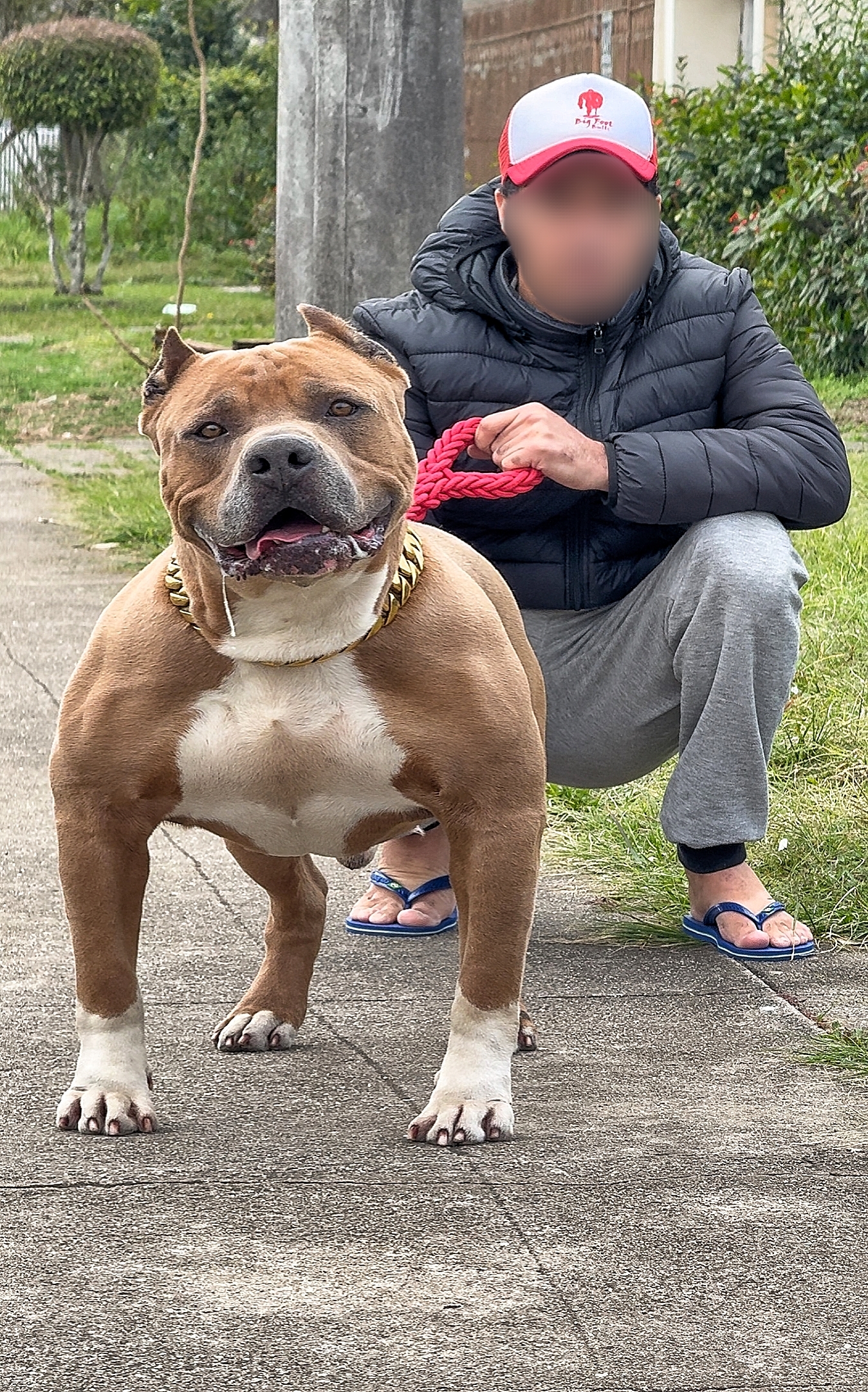 Dog Featured Image