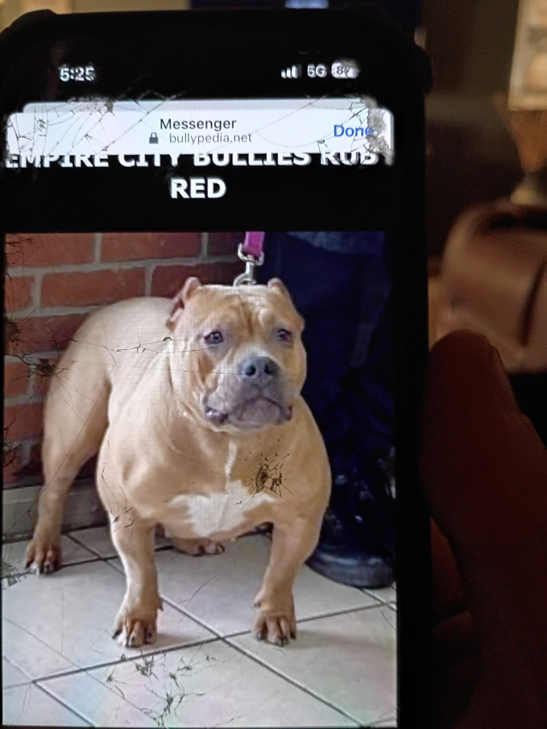 Dog Featured Image