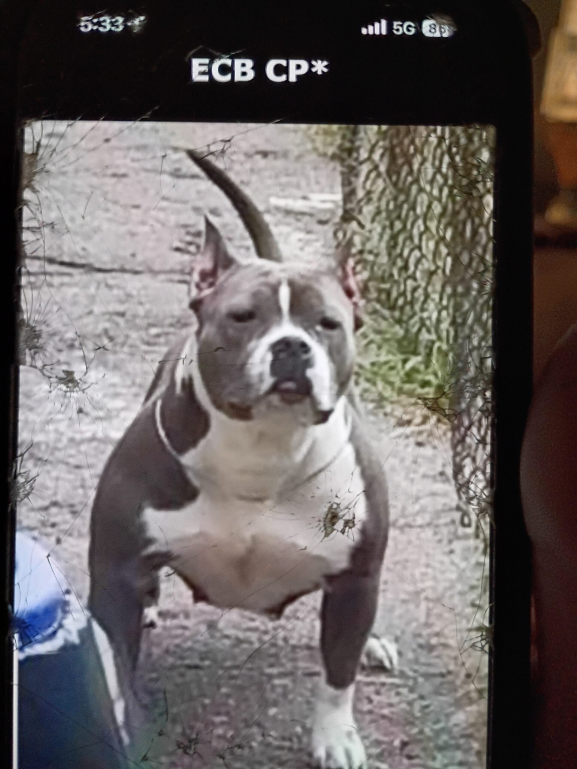 Dog Featured Image