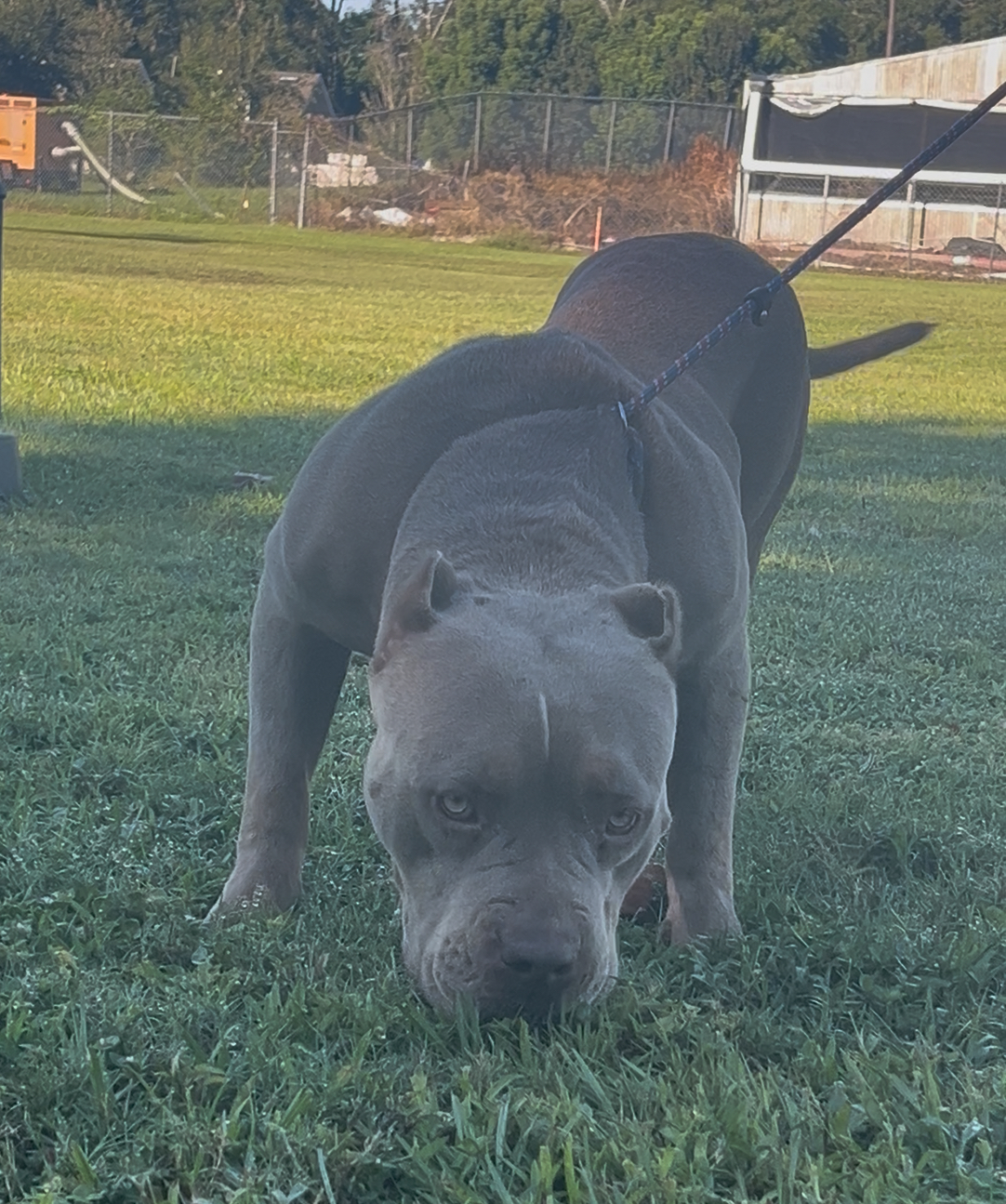 Dog Featured Image