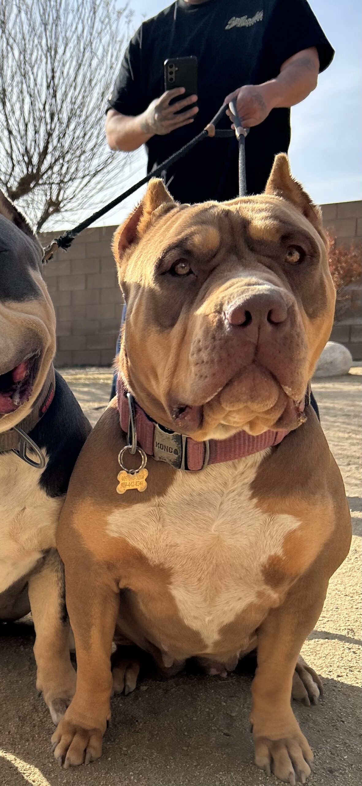 Dog Featured Image