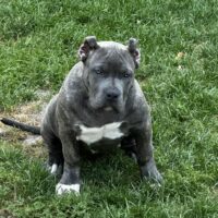 BADRIDERBULLIES STORMY NIGHT