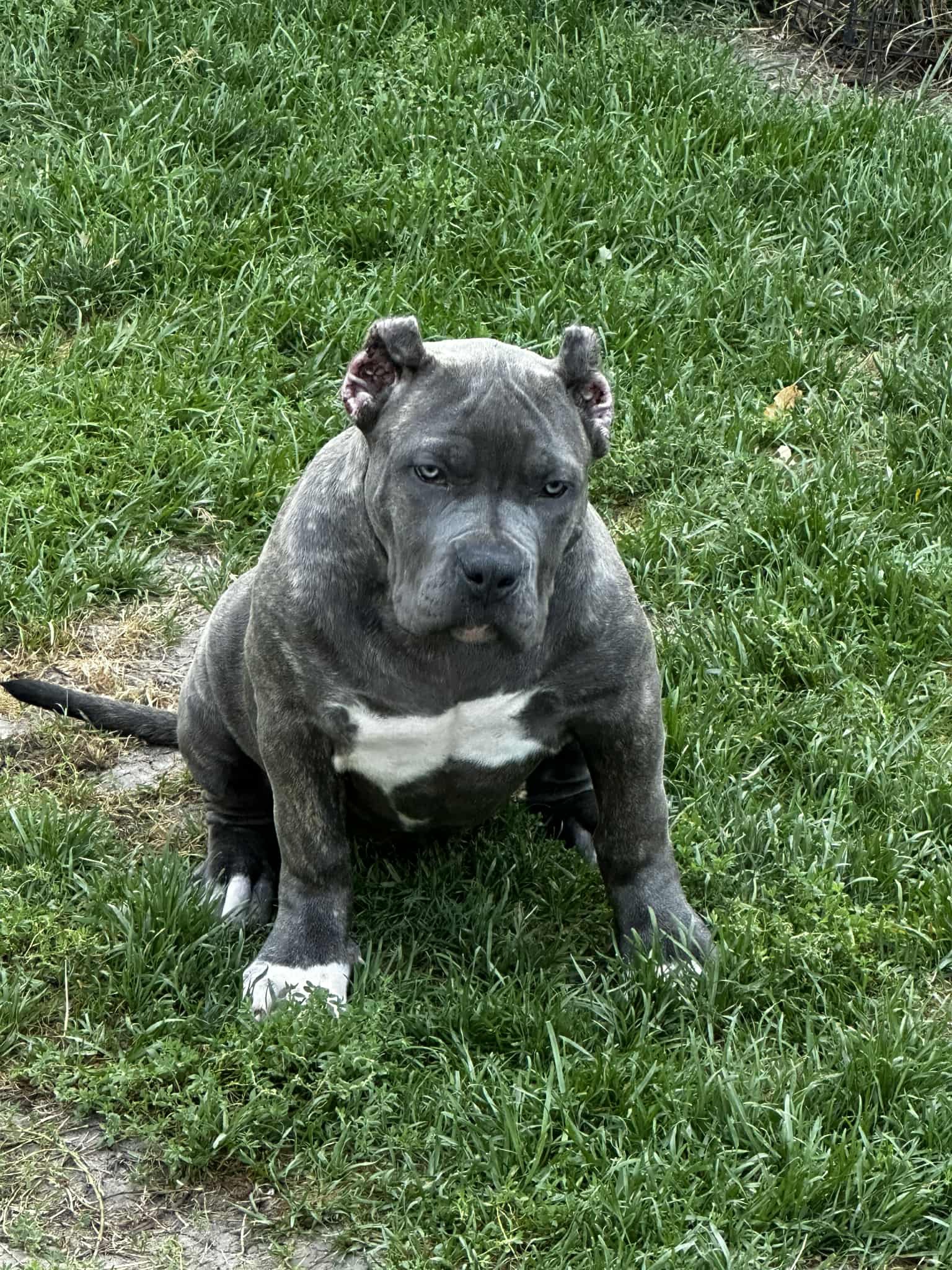 Dog Featured Image