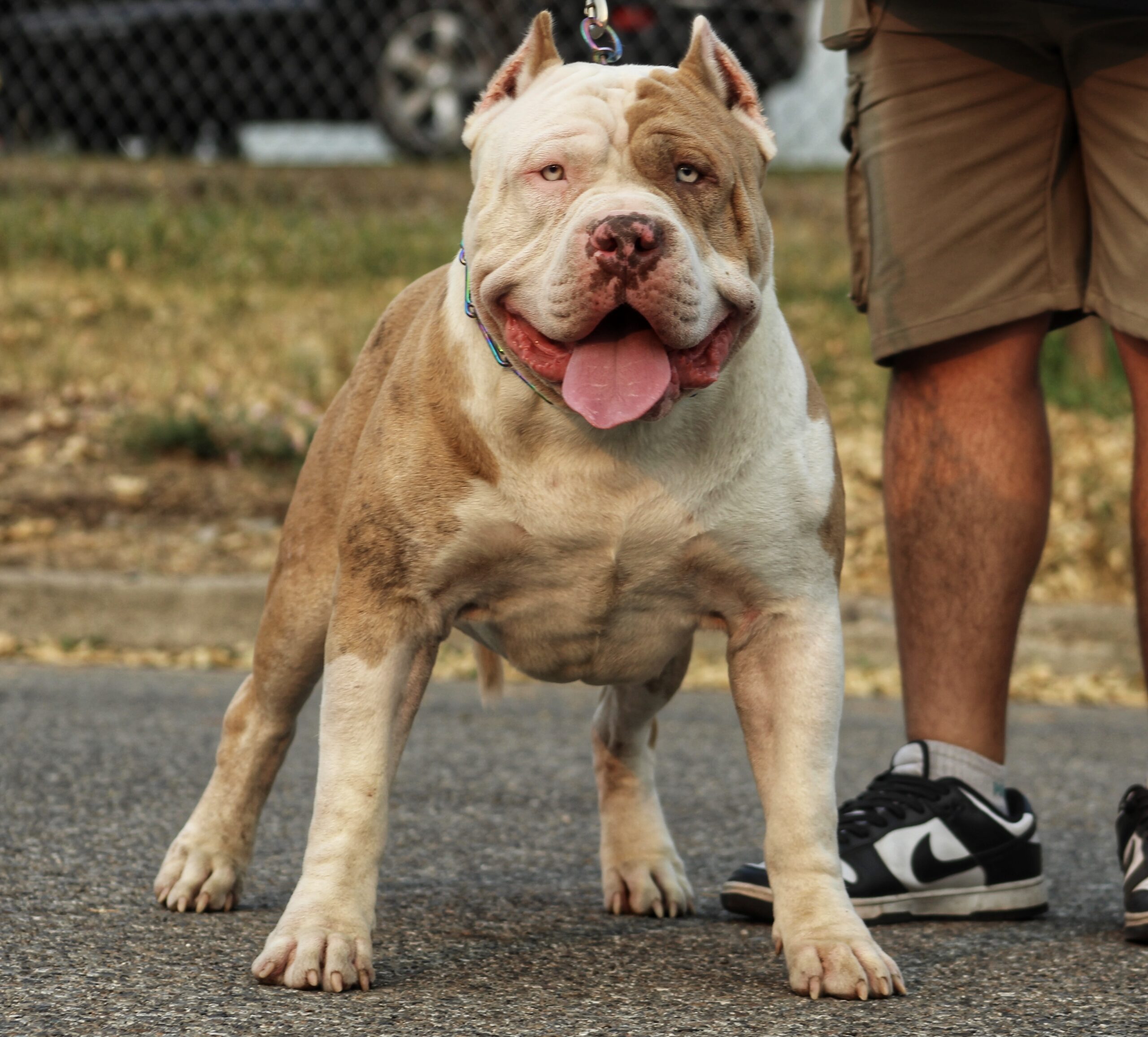 Dog Featured Image