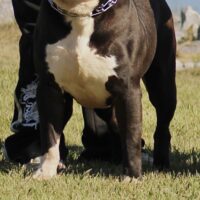 Rayline Bullies Ace of Nayway Bullies