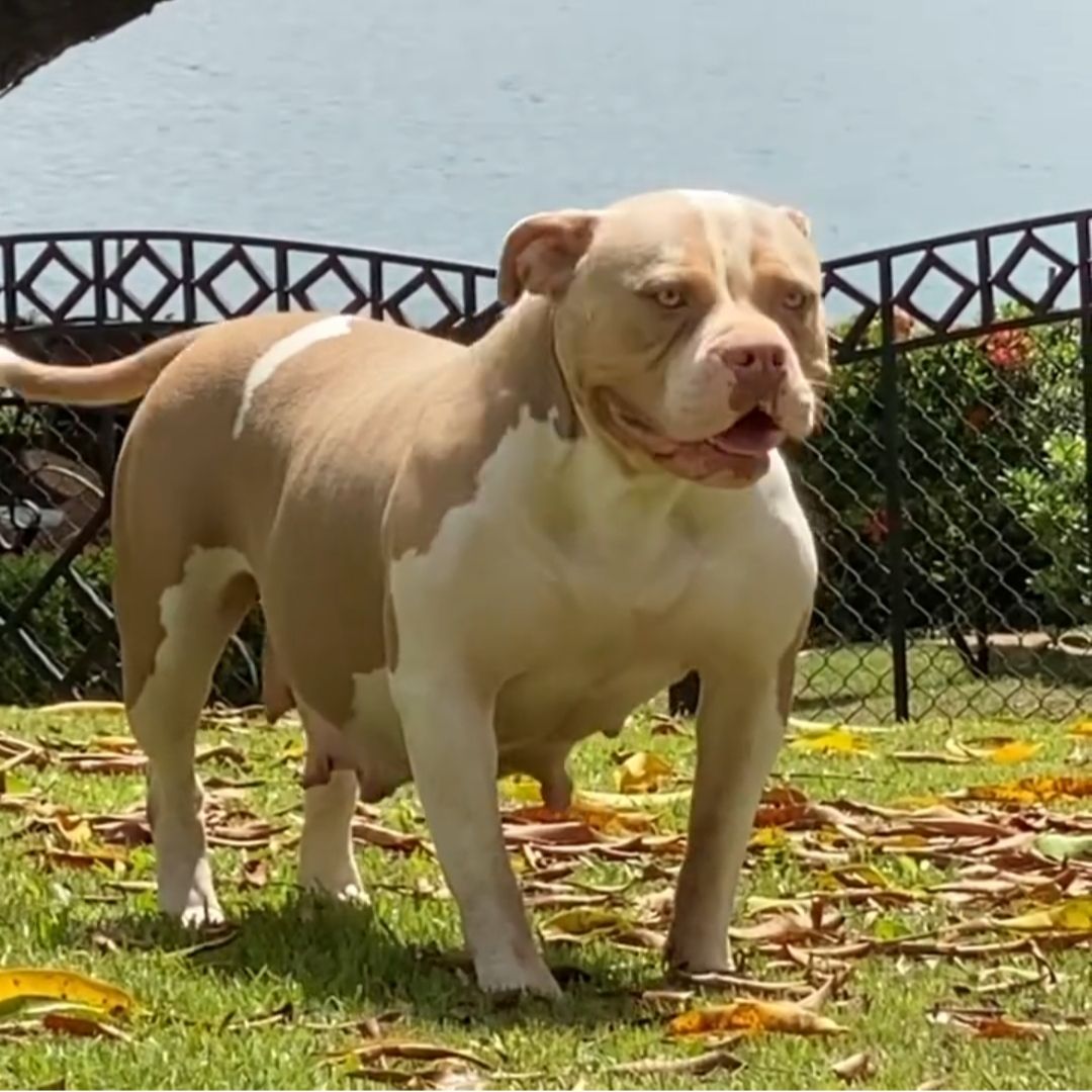 Dog Featured Image