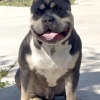 House of Bulliez Porkchop