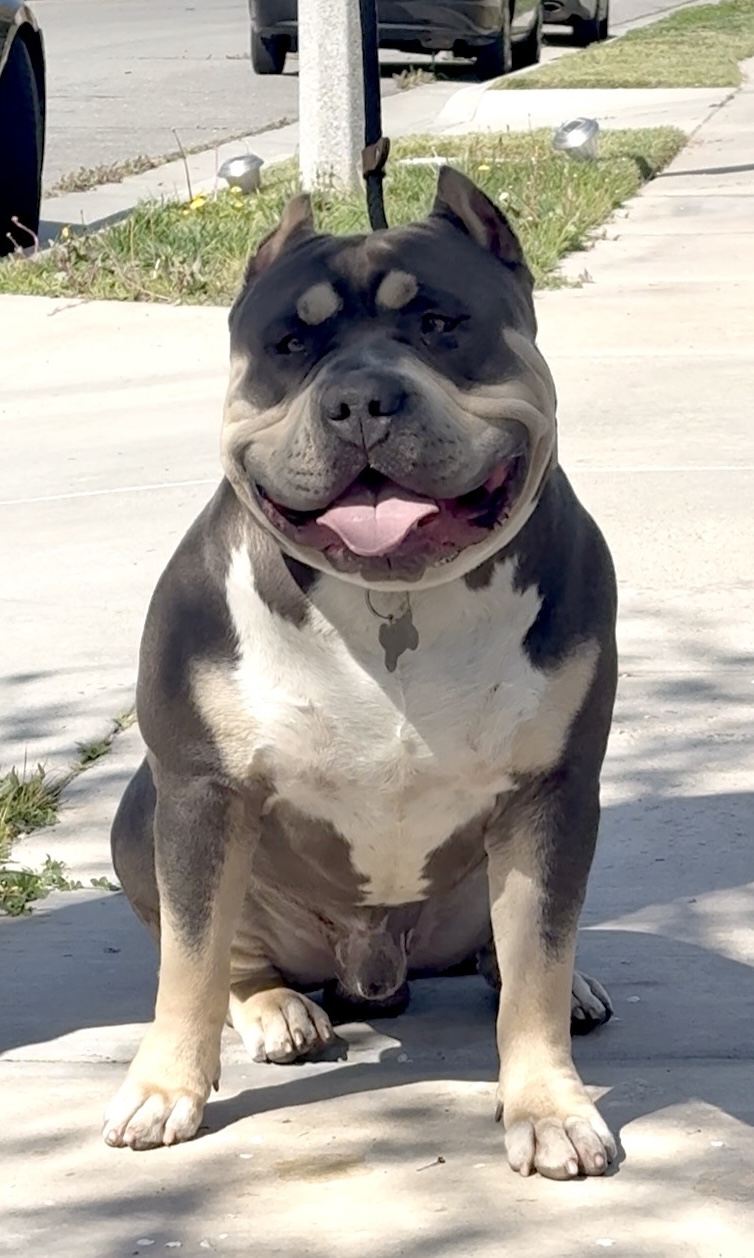 Dog Featured Image