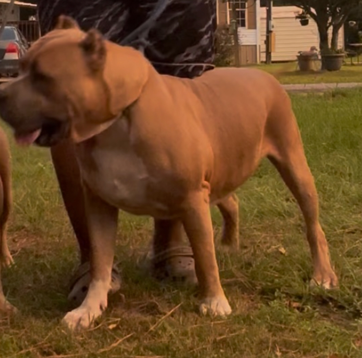 Dog Featured Image