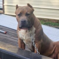 Bruno of Arrington Family Kennels