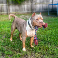 Dog Featured Image