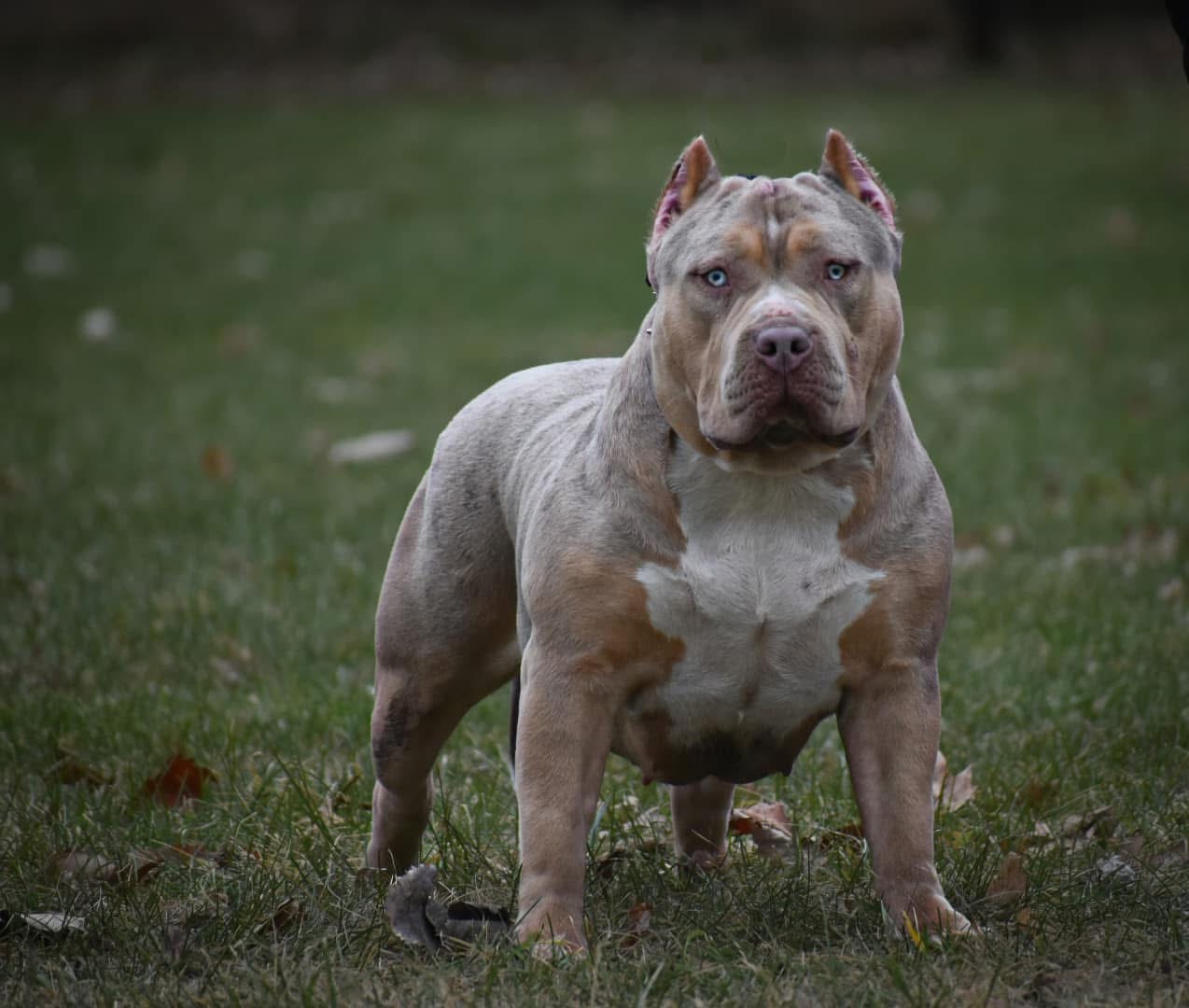 Dog Featured Image