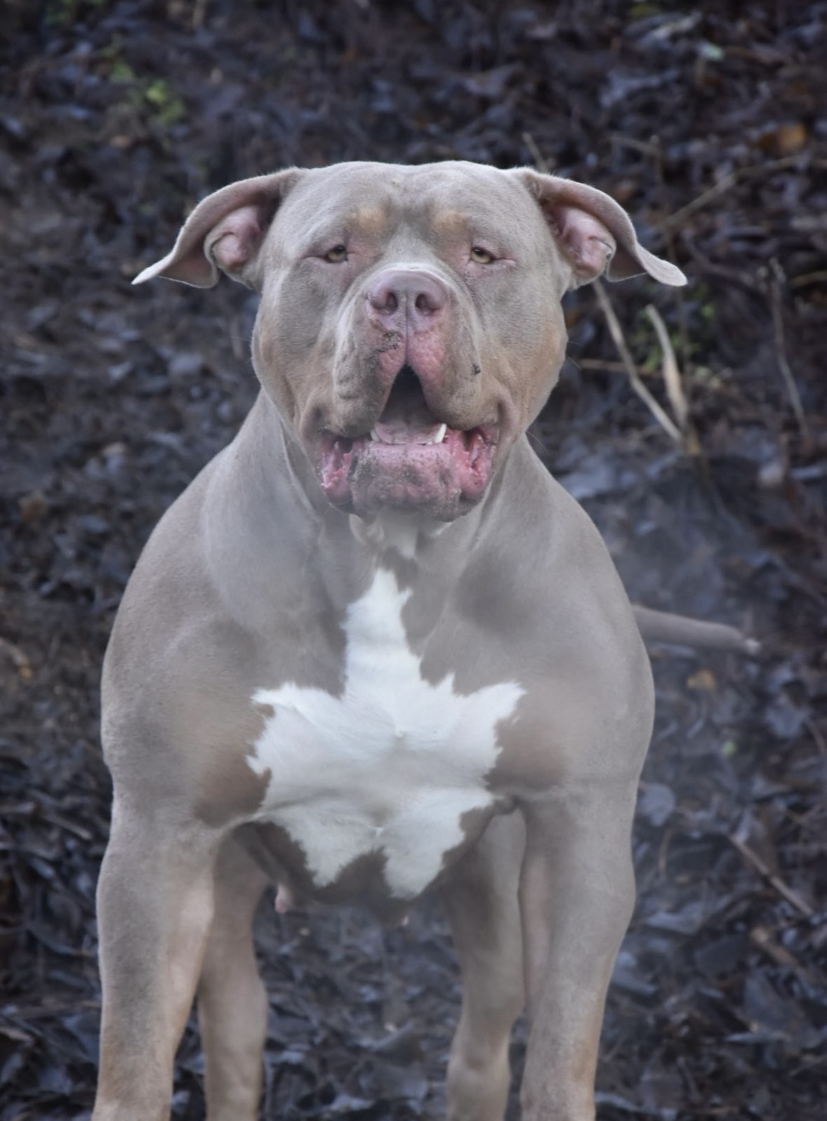 Dog Featured Image