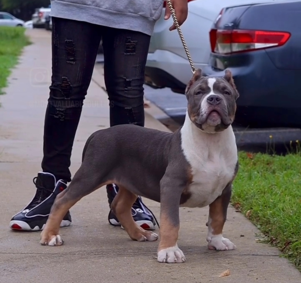 Dog Featured Image