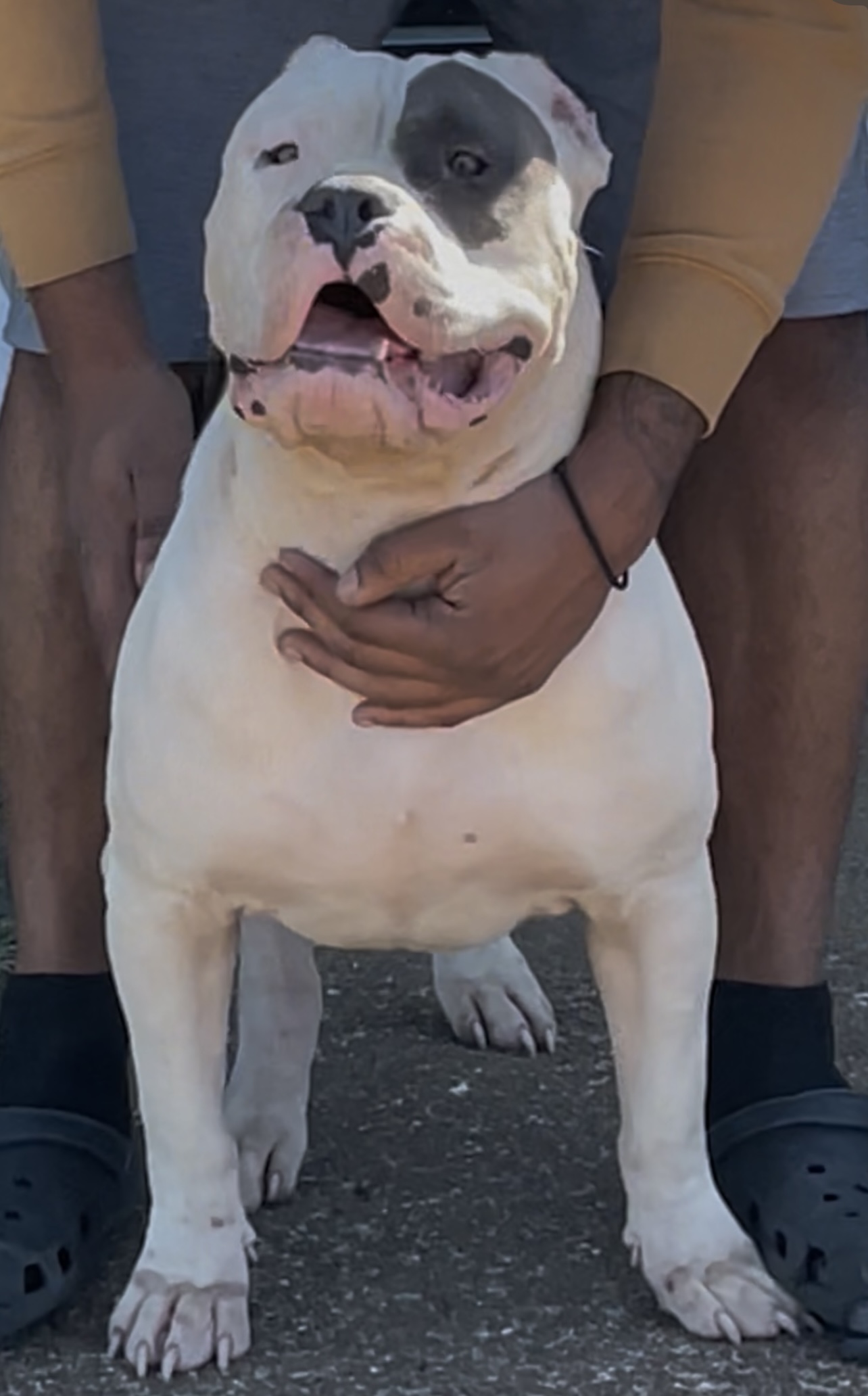 Dog Featured Image