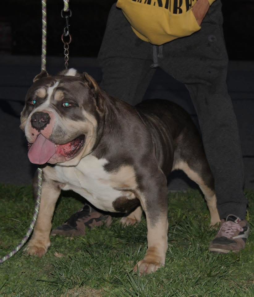 Dog Featured Image