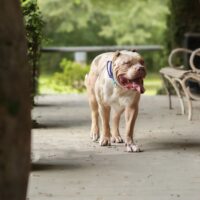 TrilacBullies Stella of TripleJkennels