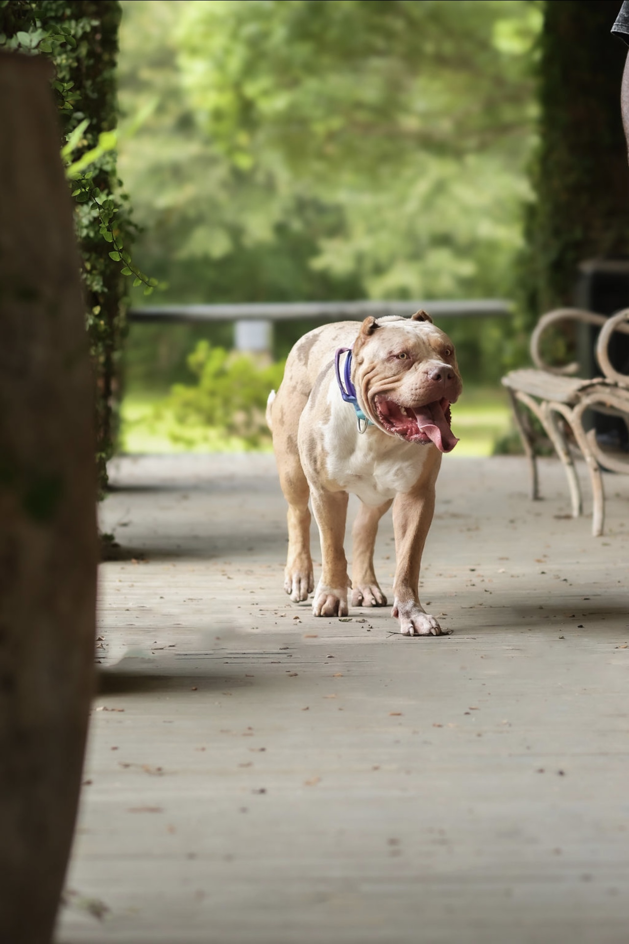 Dog Featured Image