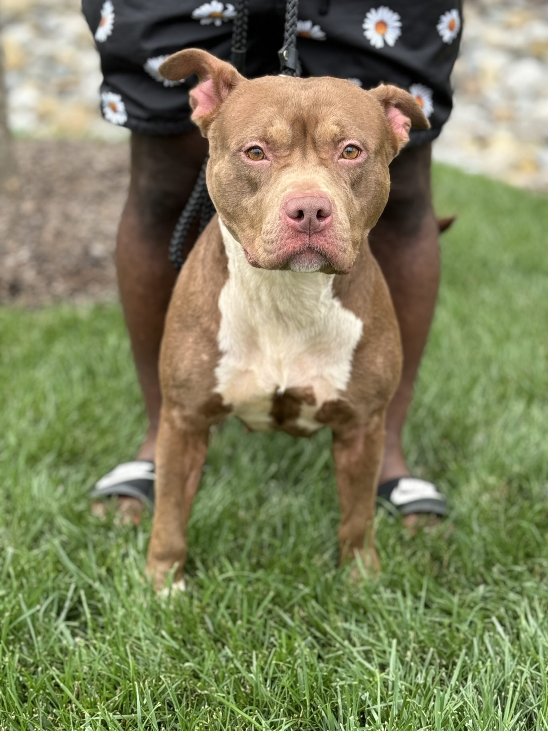 Dog Featured Image