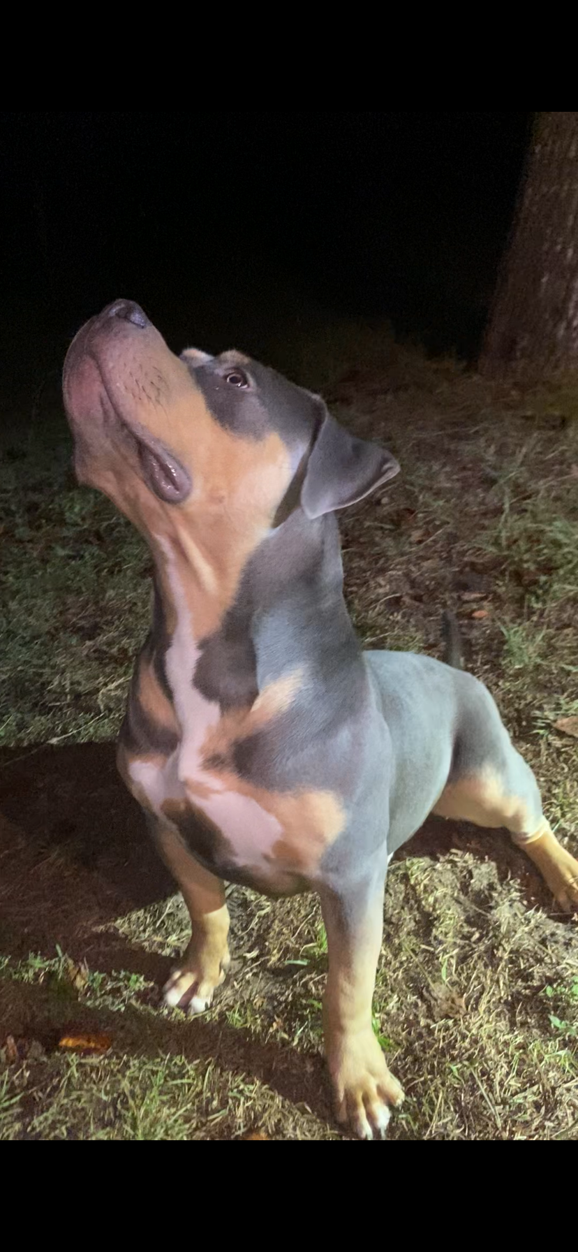 Dog Featured Image