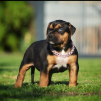 Alphadog’s Sugarmommy