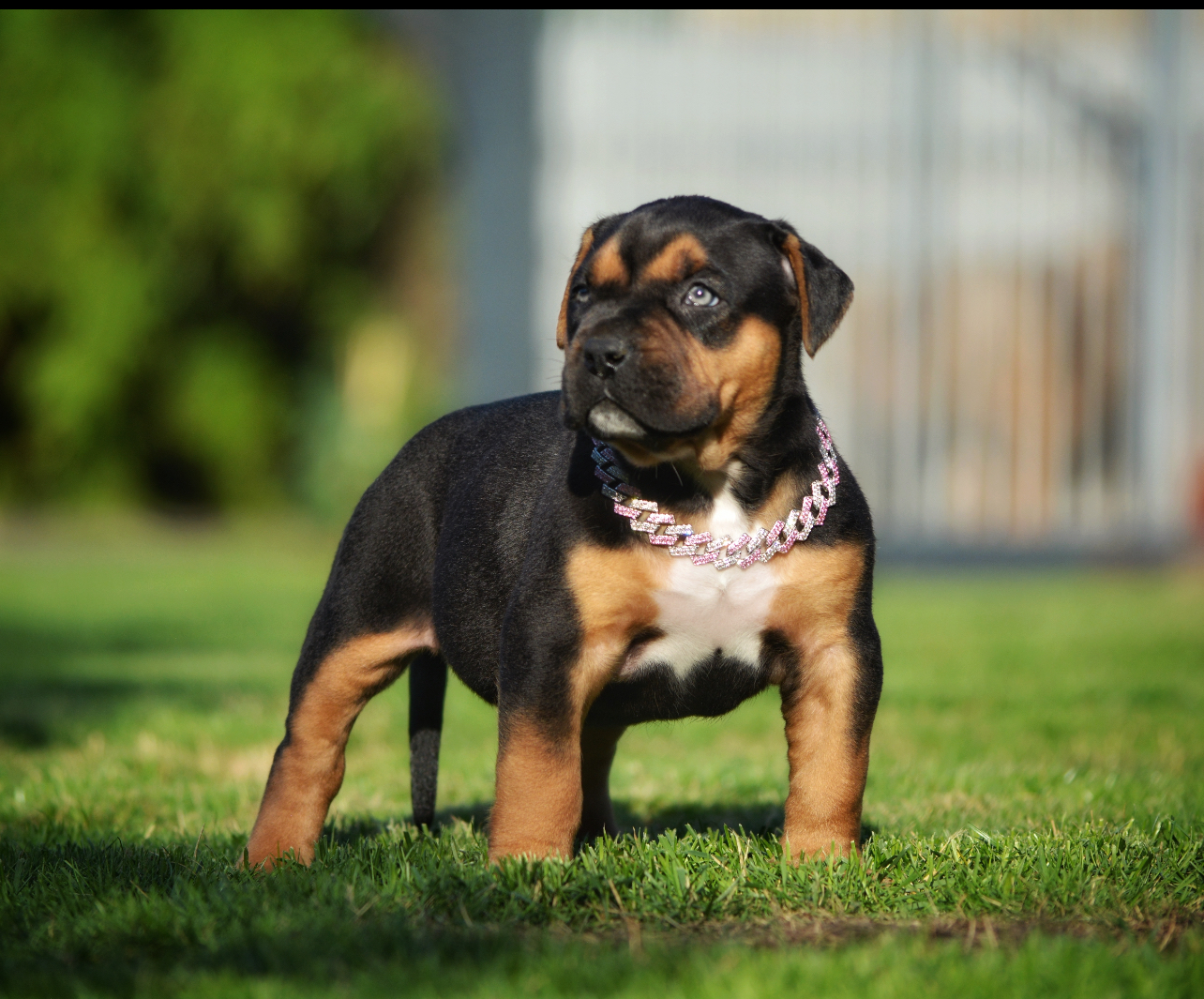 Dog Featured Image