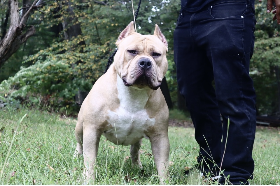 Dog Featured Image