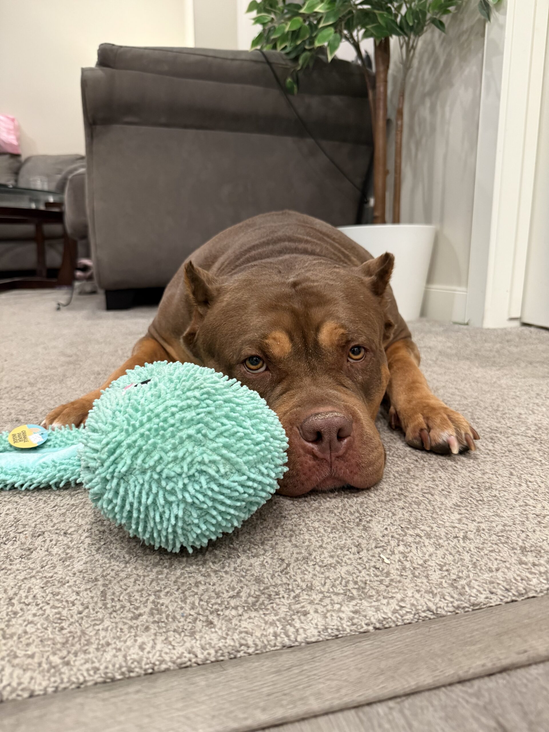 Dog Featured Image