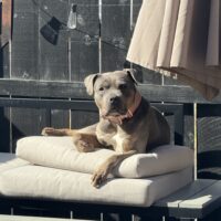 Dog Featured Image