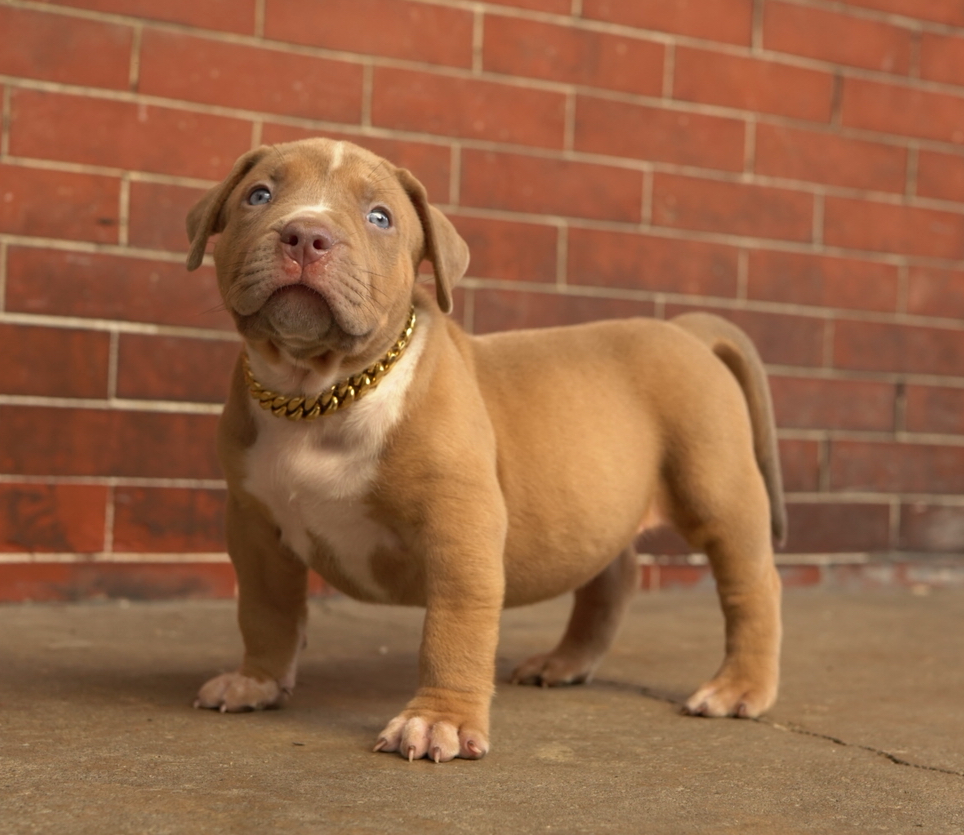 Dog Featured Image