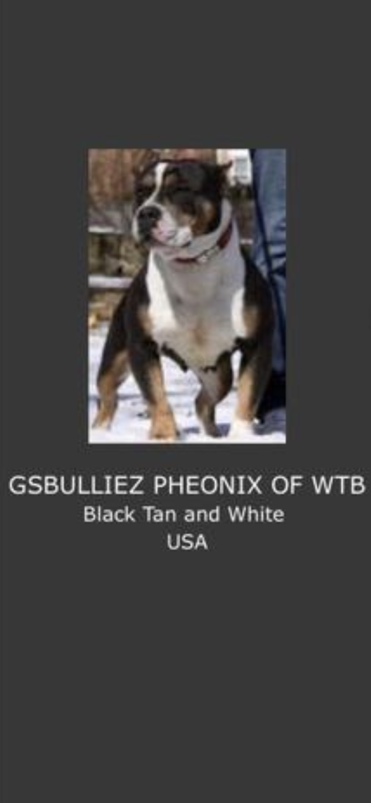 Dog Featured Image