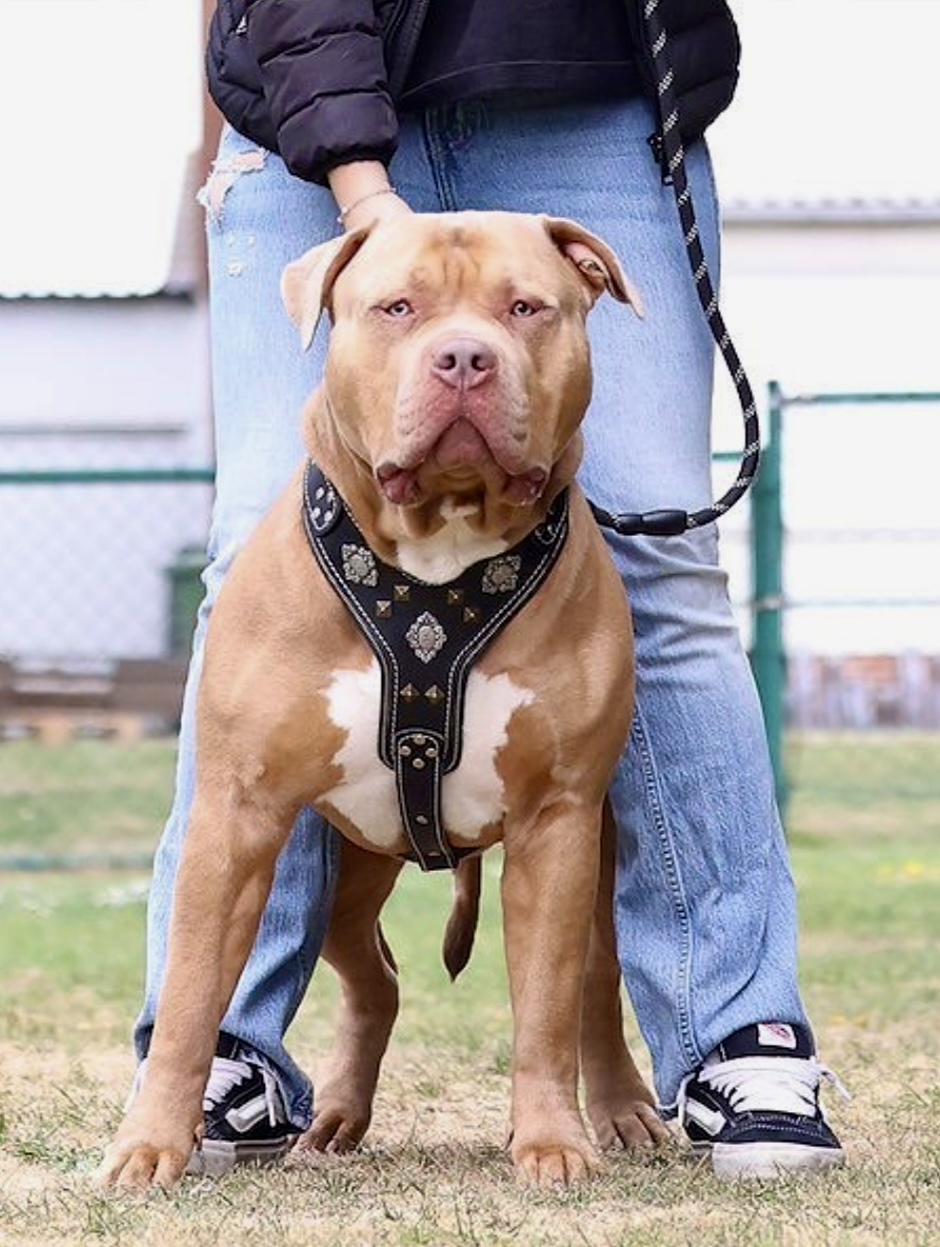 Dog Featured Image