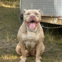 Dog Featured Image