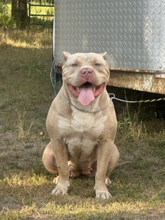 Dog Featured Image
