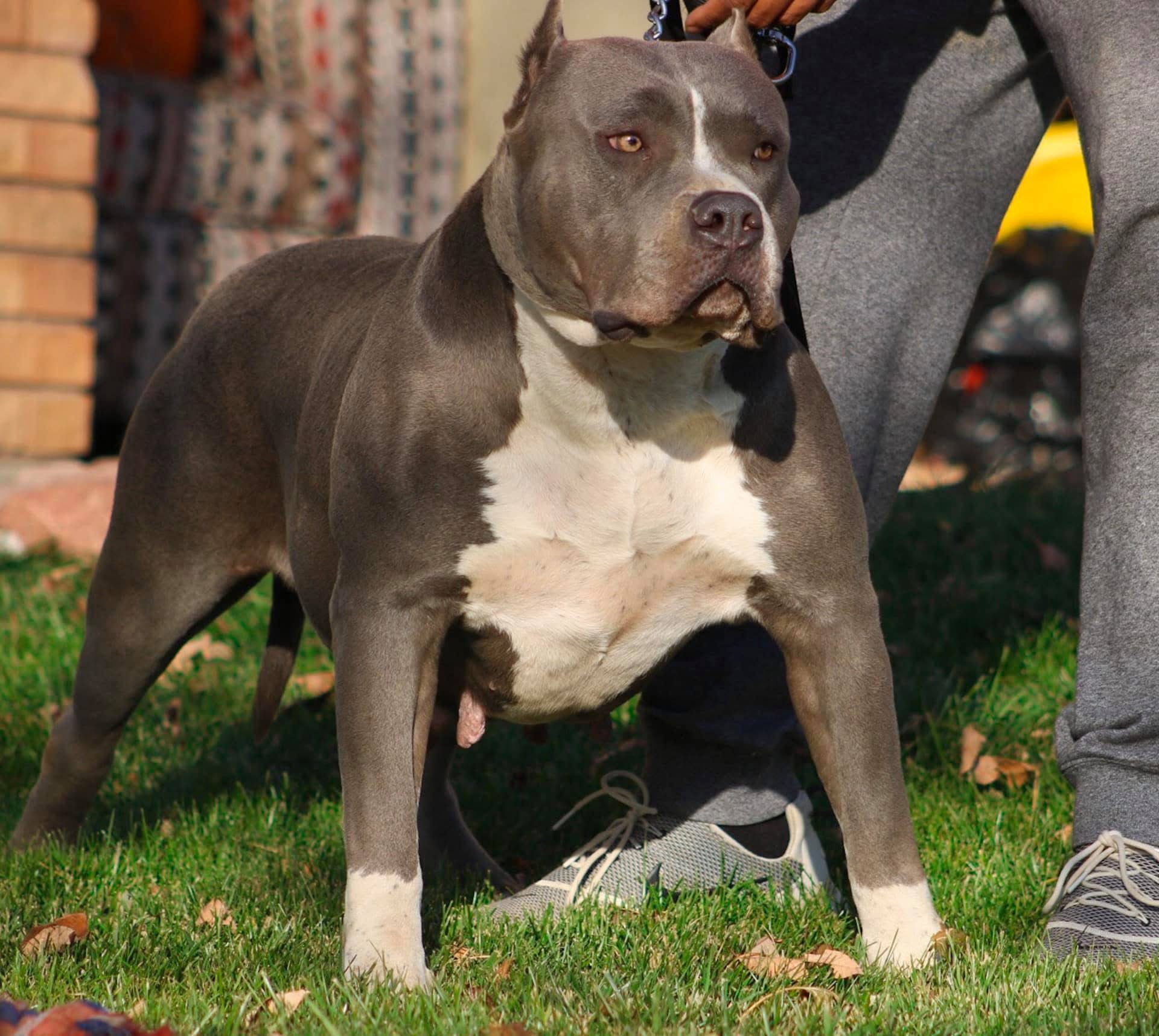 Dog Featured Image